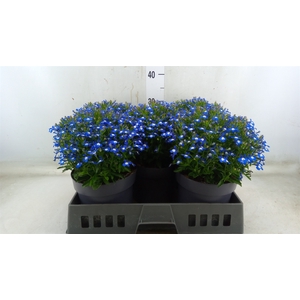 Lobelia erin. 'Hot Springs Dk Blue'