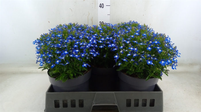 <h4>Lobelia erin. 'Hot Springs Dk Blue'</h4>