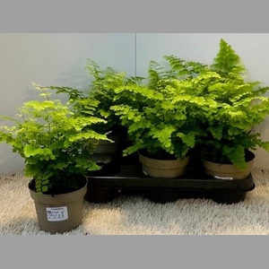 ADIAN RAD FRITZ-LUTH