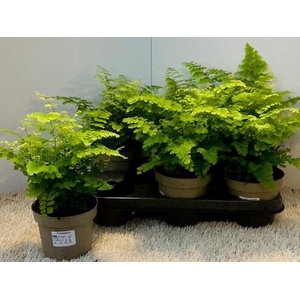 ADIAN RAD FRITZ-LUTH