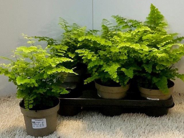 <h4>ADIAN RAD FRITZ-LUTH</h4>