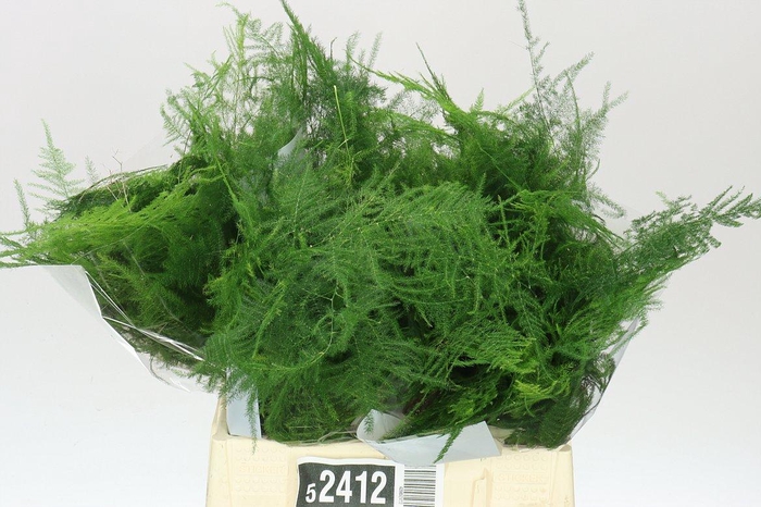 <h4>Asparagus 1e Veren</h4>