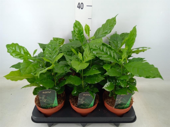 <h4>Coffea arabica</h4>