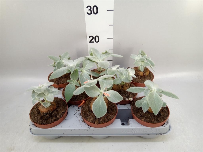 <h4>Cactus ...</h4>