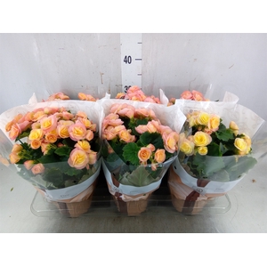 Begonia elat. DU 'Hailey Sunset'