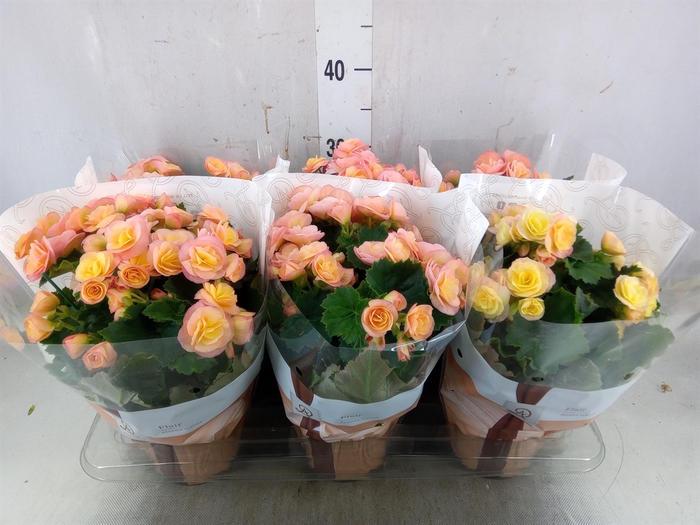 <h4>Begonia elat. DU 'Hailey Sunset'</h4>