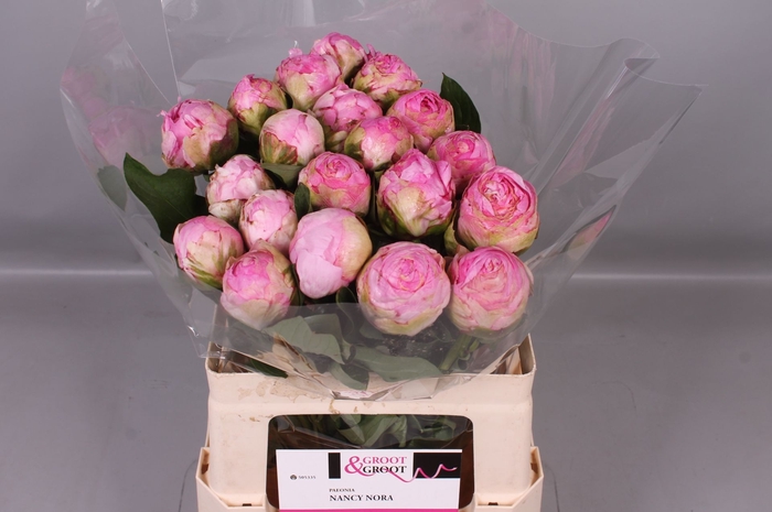 <h4>Paeonia Nancy Nora | Heavy Quality</h4>