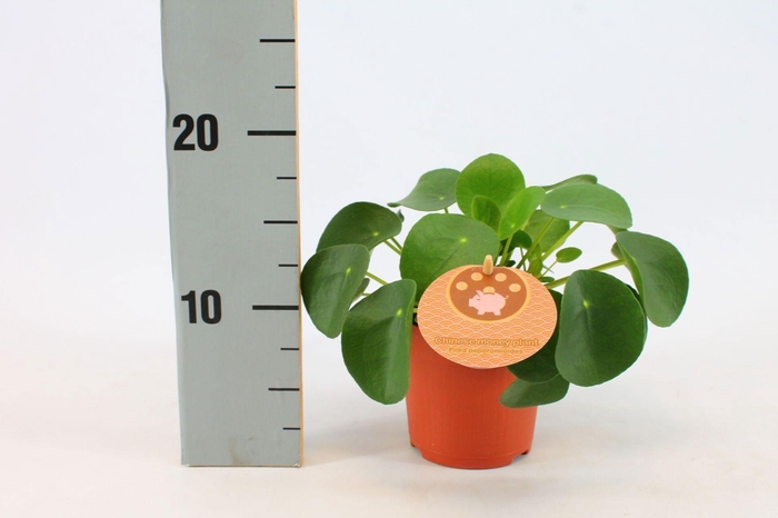 Pilea Peperomioides 10,5cm Engels etiket