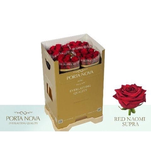 Rosa gr Red Naomi
