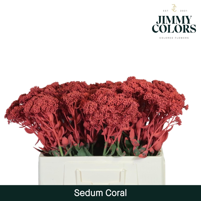 <h4>Sedum L55 Coral</h4>