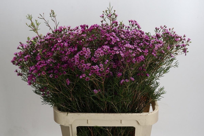 <h4>CHAME UN JUPITER</h4>