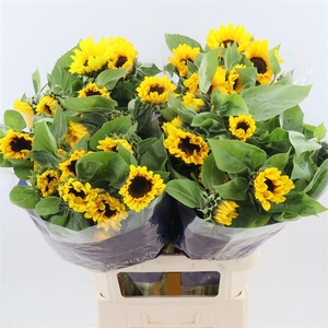 Helianthus Vincent's Choice