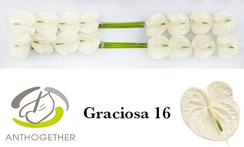 <h4>ANTH A GRACIOSA</h4>