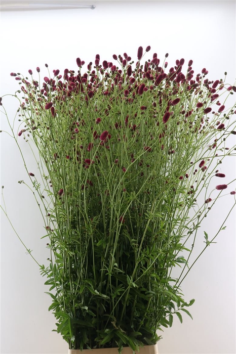 <h4>Sanguisorba O Arnhem 160cm Extra</h4>