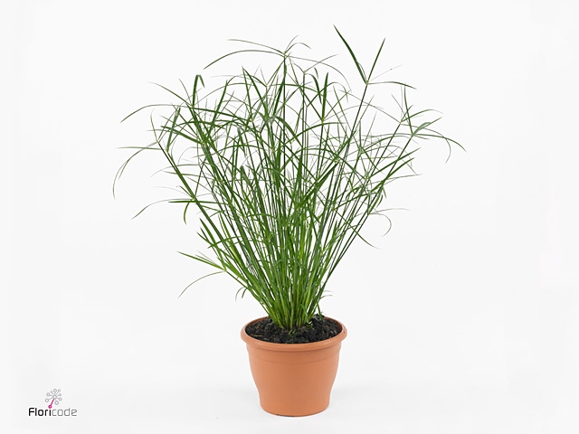 Cyperus  'Jela'