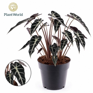 Alocasia Bambino Arrow 2 p.p.