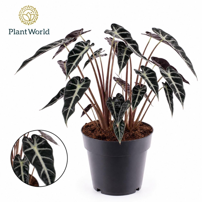 <h4>Alocasia Bambino Arrow 2 p.p.</h4>