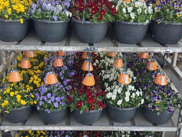 <h4>VIO CO END GEM</h4>