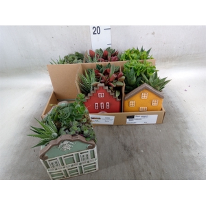 Arr.   Kamerplant Groen L%