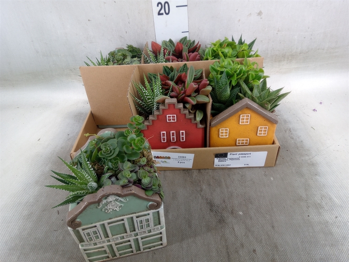 <h4>Arr.   Kamerplant Groen L%</h4>