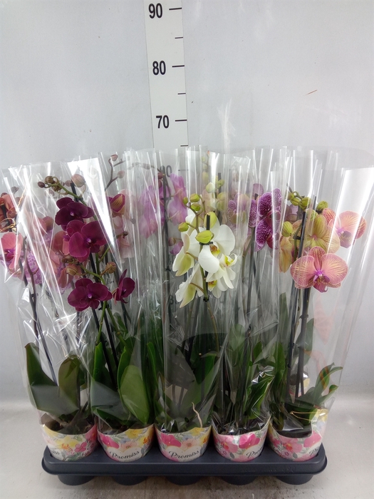 <h4>Phalaenopsis   ...mix  5</h4>