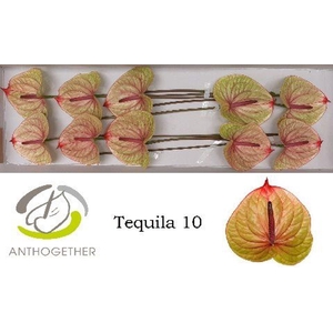 Anthurium andr. 'Tequila'