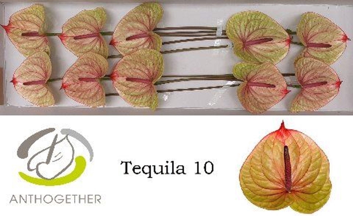 <h4>Anthurium andr. 'Tequila'</h4>