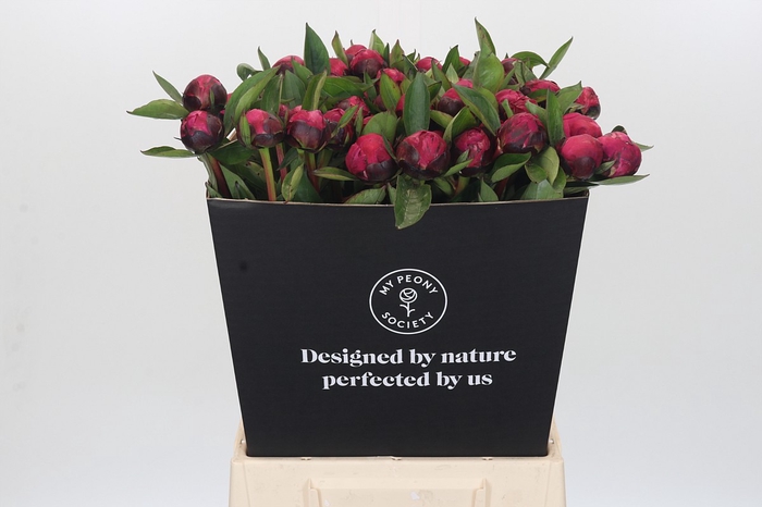 <h4>Paeonia Red Sarah Bernhardt</h4>