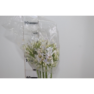 AGAPANTHUS BRANCO