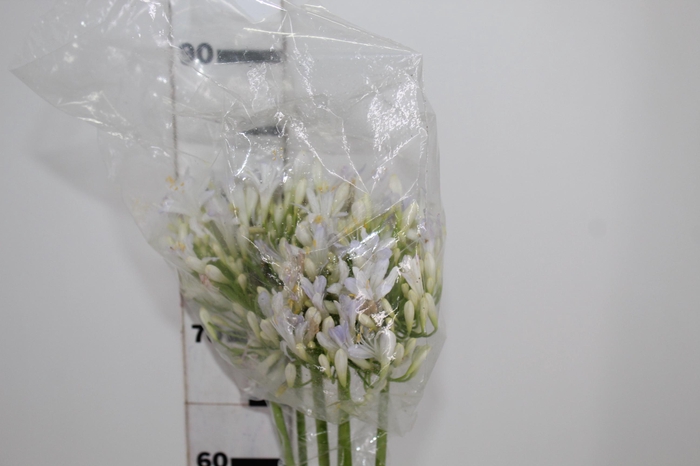 <h4>AGAPANTHUS BRANCO</h4>