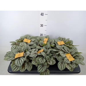 Peperomia