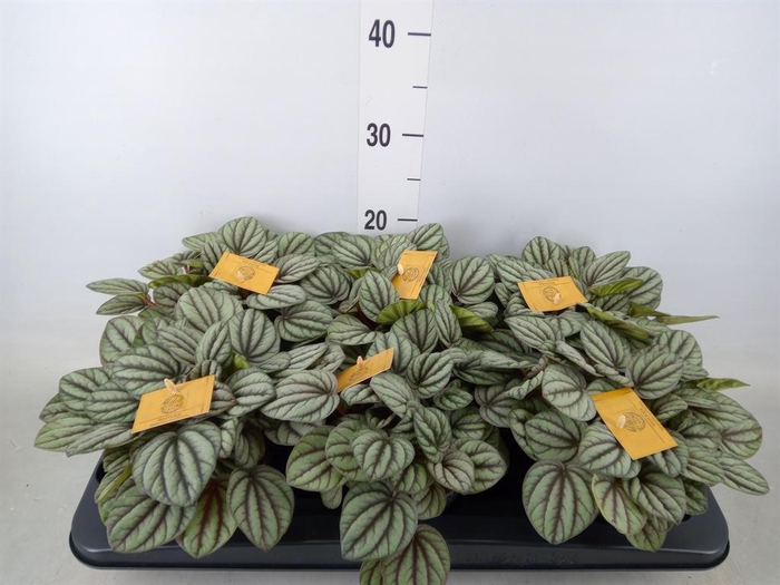 <h4>Peperomia</h4>