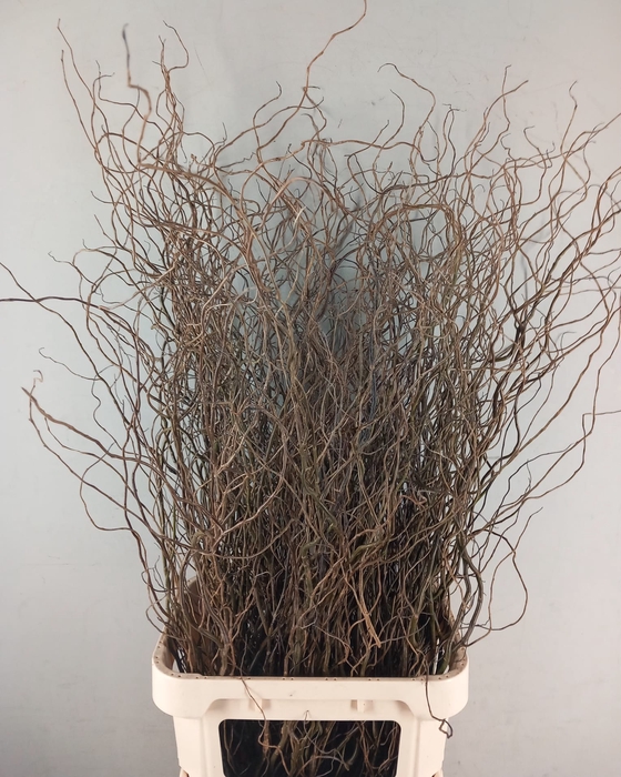 <h4>SALIX B TORTUOSA</h4>