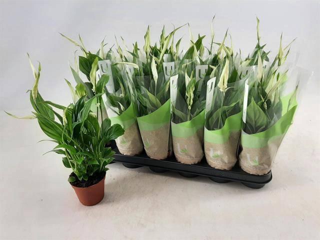 <h4>SPATH CHOPIN</h4>