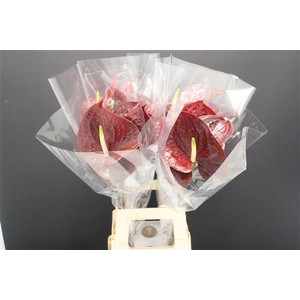 Anthurium Showtime