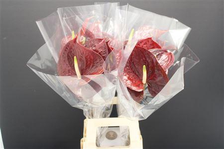 <h4>Anthurium Showtime</h4>