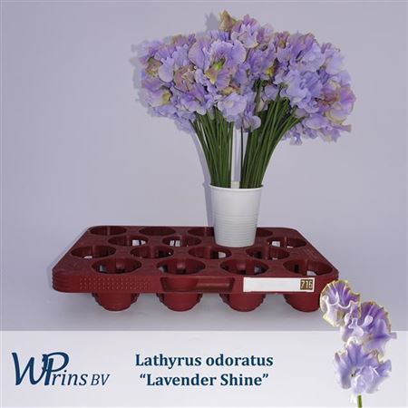 <h4>Lathyrus Lavendel Shine</h4>