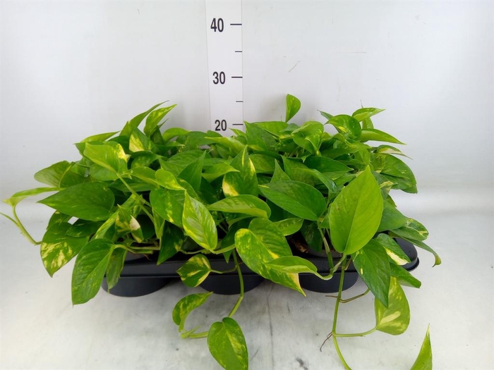 <h4>Scindapsus   ...</h4>