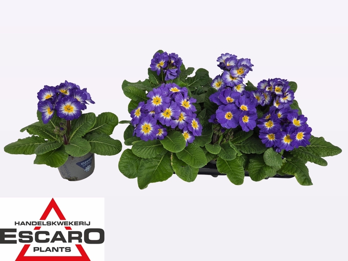 <h4>PRIM ELATIOR</h4>