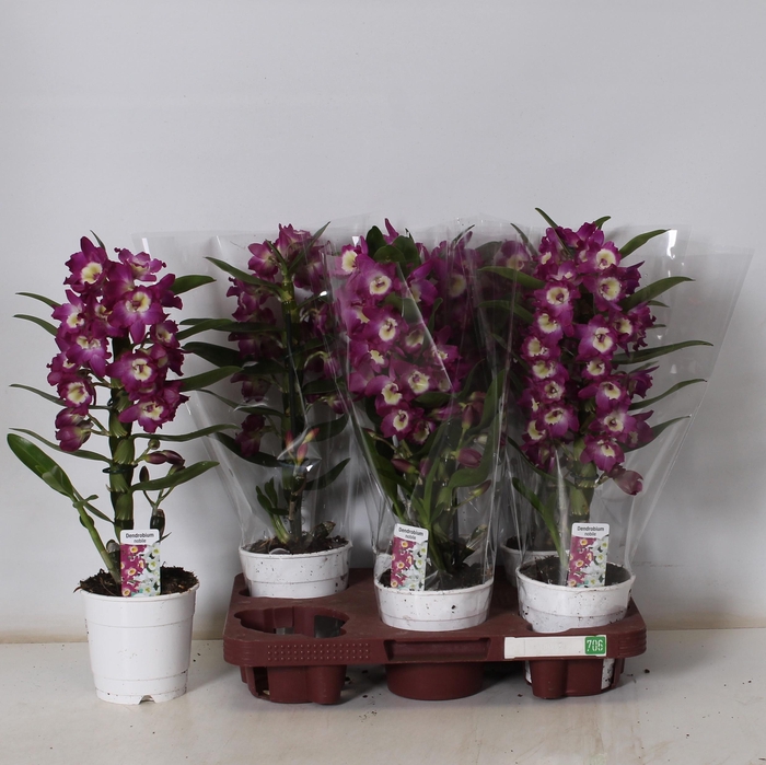 <h4>DEND NOBILE</h4>