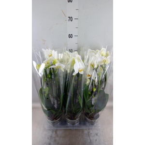 Phalaenopsis  'Elegant Cascade'