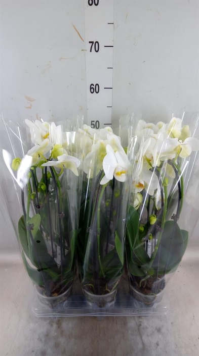 <h4>Phalaenopsis 'Elegant Cascade'</h4>