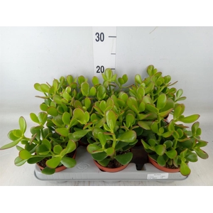 Crassula ovata