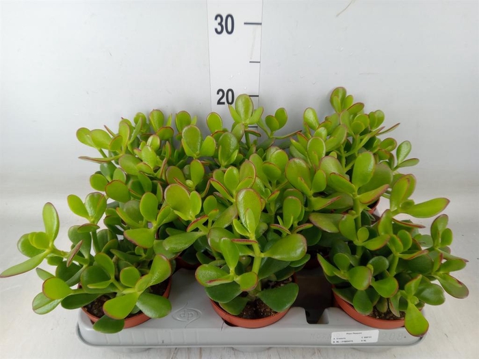 <h4>Crassula ovata</h4>