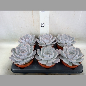 Echeveria lilacina 'Silver Pearl'