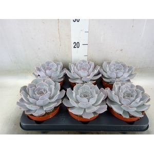 Echeveria lilacina 'Silver Pearl'