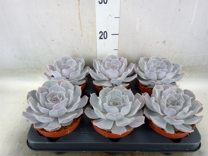 <h4>Echeveria lilacina 'Silver Pearl'</h4>