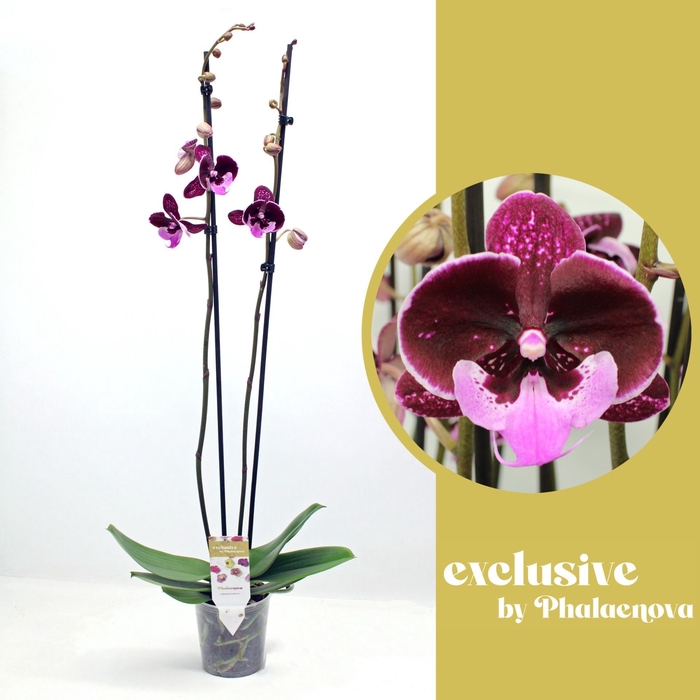 <h4>Phalaenopsis overig paars (meerdere</h4>
