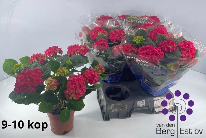 <h4>HYDR M SPEEDY RED</h4>