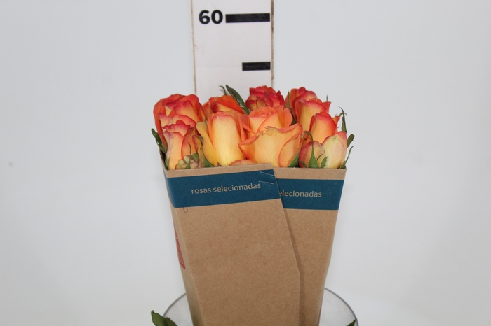 <h4>ROSA SKYFIRE 050 CM ESTUFA</h4>